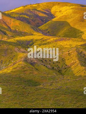 Fleurs sauvages, coucher de soleil, chaîne Tremblor, monument national Carrizo Plain, comté de San Luis Obispo, Californie Banque D'Images