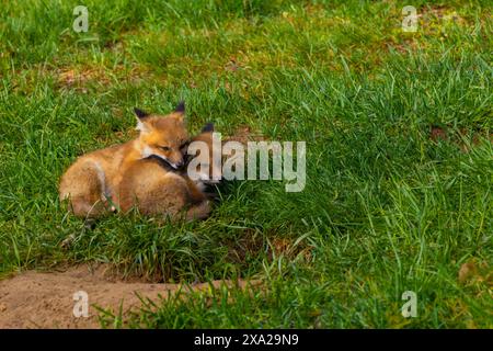 Des bébés renards roux traînant près de leur antre dans le New Jersey Banque D'Images