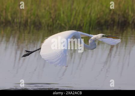 Une aigrette planant au-dessus de l'eau et des roseaux Banque D'Images