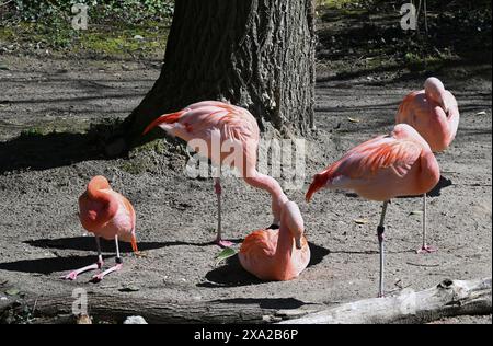 Les flamants roses chiliens dans le zoo de Zurich, Suisse Banque D'Images