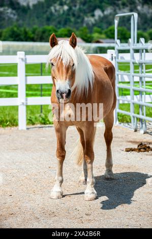 Un cheval de montagne Haflinger sur un pâturage alpin dans une vallée tyrolienne Banque D'Images