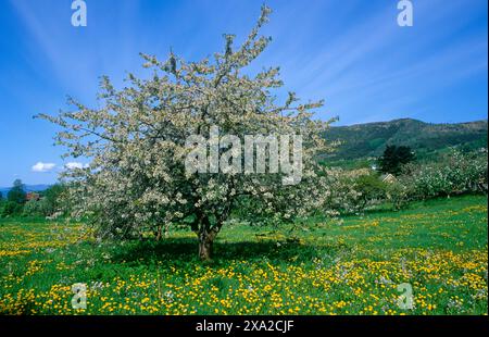 Fleur de pommier sur les arbres dans le champ avec des pissenlits, Barony Rosendal, Rosendal, Kvinnherad, Vestland, Norvège Banque D'Images