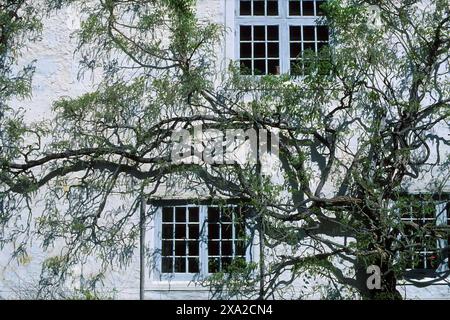 Ivy over Manor House, Barony Rosendal, Rosendal, Kvinnherad, Vestland, Norvège Banque D'Images