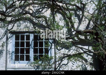 Ivy over 17th Century Manor House, Barony Rosendal, Rosendal, Kvinnherad, Vestland, Norvège Banque D'Images