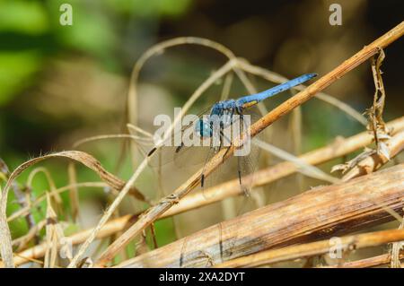 Blue Dasher Dragonfly, Pachydiplax longipennis, en basse-Californie Banque D'Images