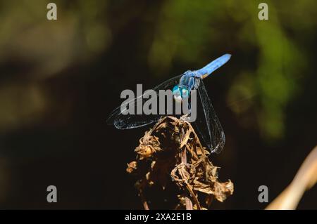 Blue Dasher Dragonfly, Pachydiplax longipennis, en basse-Californie Banque D'Images