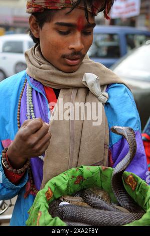 Un charmeur de serpents regarde son serpent Cobra dans les rues d'Amritsar, en Inde. Banque D'Images