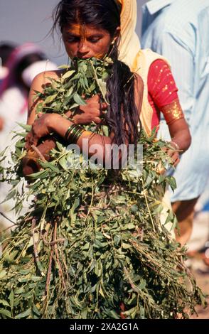 Inde : un dévot de la déesse Yellamma couvert de feuilles de neem, Festival Poornima tenu près du temple Yellamma, Saundatti, Karnataka (1994). Chaque année, au mois hindou de Magh (janvier - février), plus d'un demi-million de personnes se rassemblent autour du petit temple de la déesse Yellamma à Saundatti. Yellamma est la patronne des devadasi ou des femmes dédiées au service d'une divinité ou d'un temple. Banque D'Images