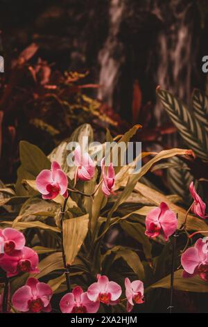 Cette belle photographie capture des orchidées roses vibrantes dans un jardin sud-africain luxuriant, mettant en valeur leurs couleurs étonnantes et leurs pétales délicats. Perfec Banque D'Images