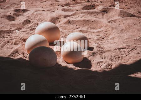Cette image captivante capture des œufs d'autruche nichés dans le sable chaud de l'Afrique du Sud. Le contraste saisissant entre les œufs lisses et le sable texturé Banque D'Images