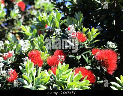 Pōhutukawa également connu sous le nom d'arbre de Noël de Nouvelle-Zélande. Banque D'Images