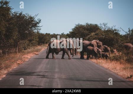 Un moment captivant alors qu'un troupeau d'éléphants traverse une route dans le parc national Kruger pour montrer leur présence majestueuse parfaite pour les documentaires sur la faune Banque D'Images