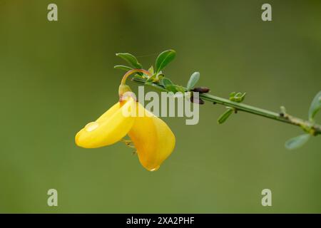 Gros plan d'une herbe verte allemande (Genista germanica) fleurit dans une forêt au printemps Banque D'Images