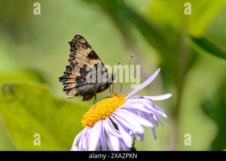 Gros plan d'un petit écaille de tortue (Aglais urticae L.) sur une Marguerite de Michaelmas européenne (Aster amellus) en fleurs au printemps Banque D'Images