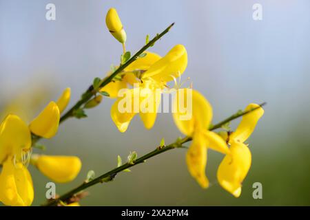 La petite fleur de Greenweed allemand (Genista germanica) fleurit au printemps Banque D'Images