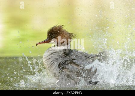 Gros plan d'un goosander commun (Mergus merganser) nageant dans l'eau au printemps Banque D'Images