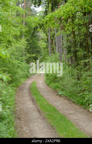 Paysage d'un sentier traversant la forêt au printemps, Haut-Palatinat Banque D'Images