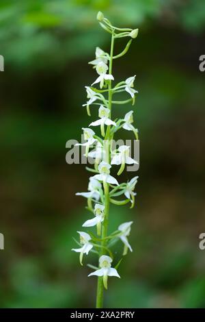 Platanthera chlorantha, communément connu sous le nom de Grande orchidée papillon Banque D'Images