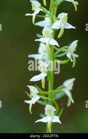 Platanthera chlorantha, communément connu sous le nom de Grande orchidée papillon Banque D'Images