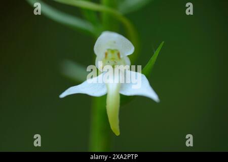 Platanthera chlorantha, communément connu sous le nom de Grande orchidée papillon Banque D'Images