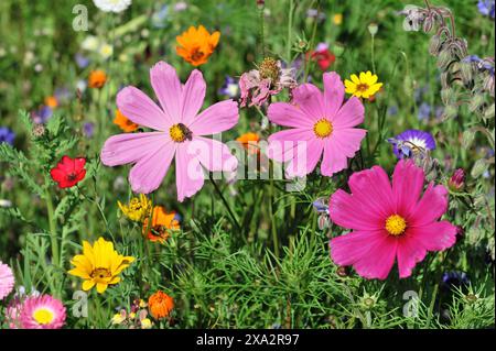 Aster mexicain (Cosmea bipinnata), Schwaebisch Gmuend, Bade-Wuertemberg, Allemagne, Europe, fleurs roses vibrantes au premier plan avec une variété de Banque D'Images