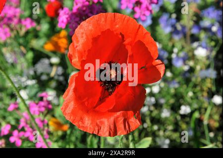 Fleur de pavot (Papaver rhoeas), prairie de fleurs, Bade-Wuerttemberg, Allemagne, Europe, coquelicot rouge au premier plan, entouré d'une variété colorée de Banque D'Images