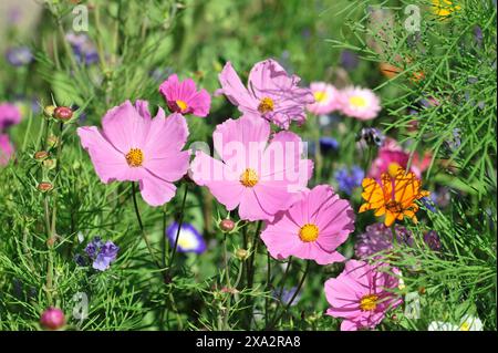 Aster mexicain (Cosmea bipinnata), Schwaebisch Gmuend, Bade-Wuertemberg, Allemagne, Europe, prairie animée de fleurs sauvages avec des fleurs roses dans le Banque D'Images