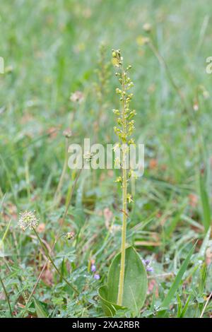 Lame de biche commune (Neottia ovata), plante complète dans la prairie, Muensterland, Allemagne Banque D'Images