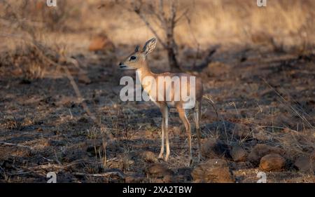 Steenbok (Raphicerus campestris) dans la lumière du soir, mâle, Parc National Kruger, Afrique du Sud Banque D'Images