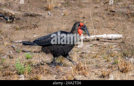 Bec de corne à face rouge ou bec de corne du sol austral (Bucorvus leadbeateri) (Bucorvus cafer), cueillette, Parc national Kruger, Afrique du Sud Banque D'Images