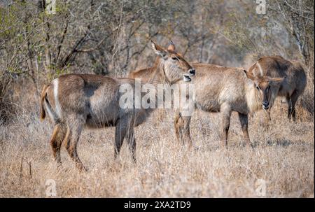 Ellipsen Waterbuck (Kobus ellipsiprymnus), femelles adultes se nourrissant d'herbe sèche, parc national Kruger, Afrique du Sud Banque D'Images