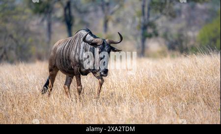 Gnous bleu (Connochaetes taurinus) dans l'herbe sèche, savane africaine, parc national Kruger, Afrique du Sud Banque D'Images