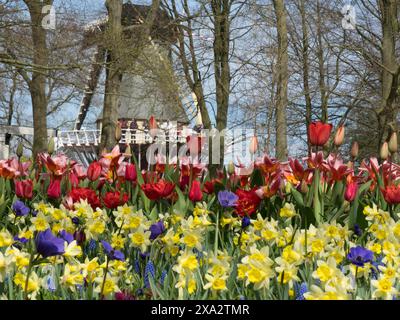 Tulipes en fleurs et jonquilles devant un moulin à vent dans un paysage printanier avec des arbres, beaucoup de tulipes colorées en fleurs au printemps dans le Banque D'Images