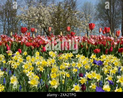 Fleurs multicolores de tulipes et de jonquilles dans un grand champ de fleurs sous un ciel bleu, beaucoup de tulipes colorées et florissantes dans un jardin dans le Banque D'Images