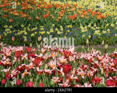 Parterre de fleurs de printemps coloré dans un jardin avec des parterres de fleurs rouges, jaunes et oranges en pleine floraison, de nombreuses tulipes colorées en floraison au printemps dans le Banque D'Images