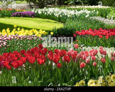 Un jardin coloré avec diverses fleurs, y compris des tulipes et jonquilles rouges, roses et jaunes, de nombreuses tulipes colorées et florissantes au printemps dans le Banque D'Images