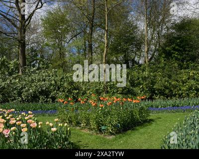 Parterre de fleurs avec des tulipes oranges dans un jardin verdoyant sous un ciel bleu, de nombreuses tulipes colorées en fleurs dans un jardin aux pays-Bas au printemps Banque D'Images