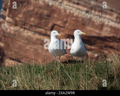 Deux mouettes debout sur rocher herbeux avec falaise en arrière-plan, île Helgoland dans la mer du Nord, avec roche rouge, maisons colorées, un petit Banque D'Images