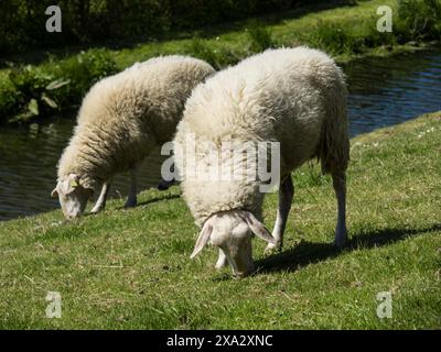 Deux moutons qui paissent sur de l'herbe verte dans un paysage idyllique, Enkhuizen, Nirderlande Banque D'Images