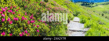 Fleur de rose alpine, panorama du Fellhorn, Allgaeu, Bavière, Allemagne Banque D'Images