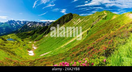 Fleur de rose alpin (rhododendron) sur le Fellhorn, 2038m, Alpes Allgaeu, Bavière, Allemagne Banque D'Images