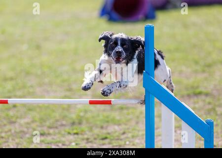 Mignon spaniel sautant par-dessus la haie sur son parcours dans l'événement d'agilité de chien Banque D'Images