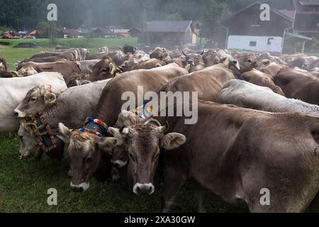 Les vaches Allgaeu avec des cloches de bijoux se rassemblent pour la séparation du bétail, Hinterstein, Bad Hindelang, Bavière, Allemagne Banque D'Images