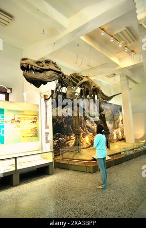 Une femme visiteur porte attention à la reconstruction d'un Tyrannosaurus rex au Musée Geologi (Musée de géologie) à Bandung, Java Ouest, Indonésie. Banque D'Images