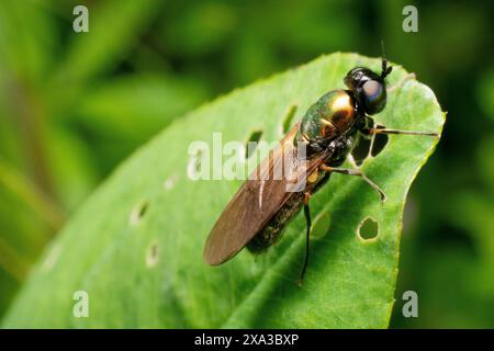 Spécimen de Chloromyia formosa ou mouche de soldat (également connu sous le nom de centurion large) reposant sur une feuille Banque D'Images