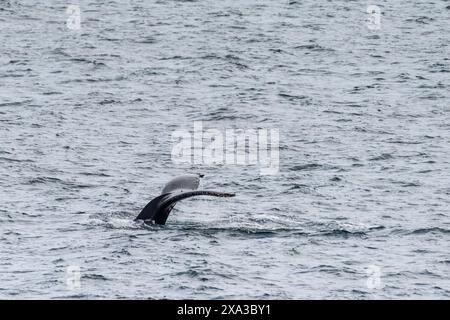 Impression du paysage près de l'île d'Anvers, sur la péninsule Antarctique. Une baleine à bosse plongeante -Megaptera novaeangliae- est représentée au premier plan. Banque D'Images