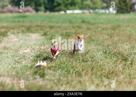 Chiens Basenji courant en veste rouge et blanche sur le terrain de course Banque D'Images