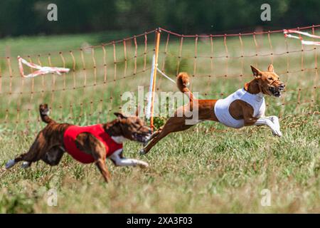 Chiens Basenji courant en veste rouge et blanche sur le terrain de course Banque D'Images