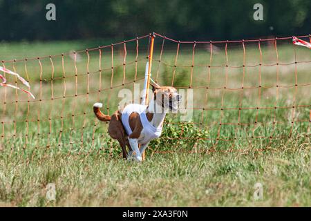 Chien Basenji en blouson blanc sur terrain vert courrant Banque D'Images