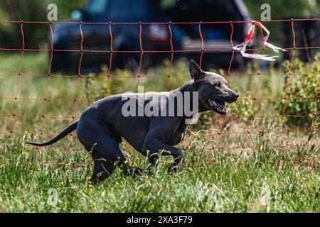 Thai ridgeback courir à pleine vitesse au Lure Coursing sport Banque D'Images